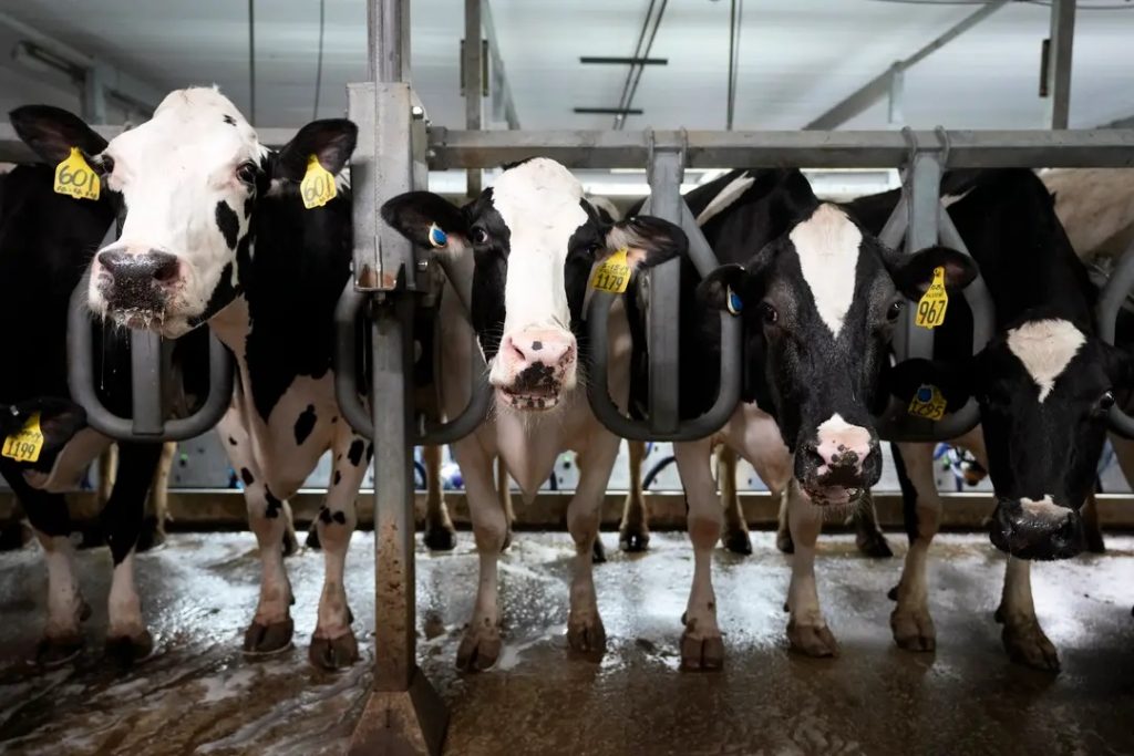 Commercial dairy cow farmers in Colorado must now test herds weekly for avian flu