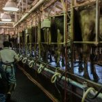 Cows, dairy workers, and America’s struggle to track bird flu