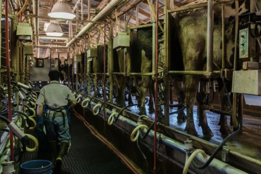 Cows, dairy workers, and America’s struggle to track bird flu