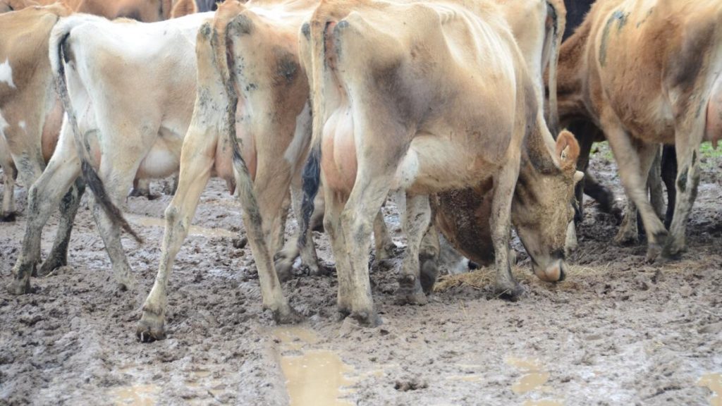 Cows need extra care in cold and wet weather