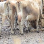 Cows need extra care in cold and wet weather