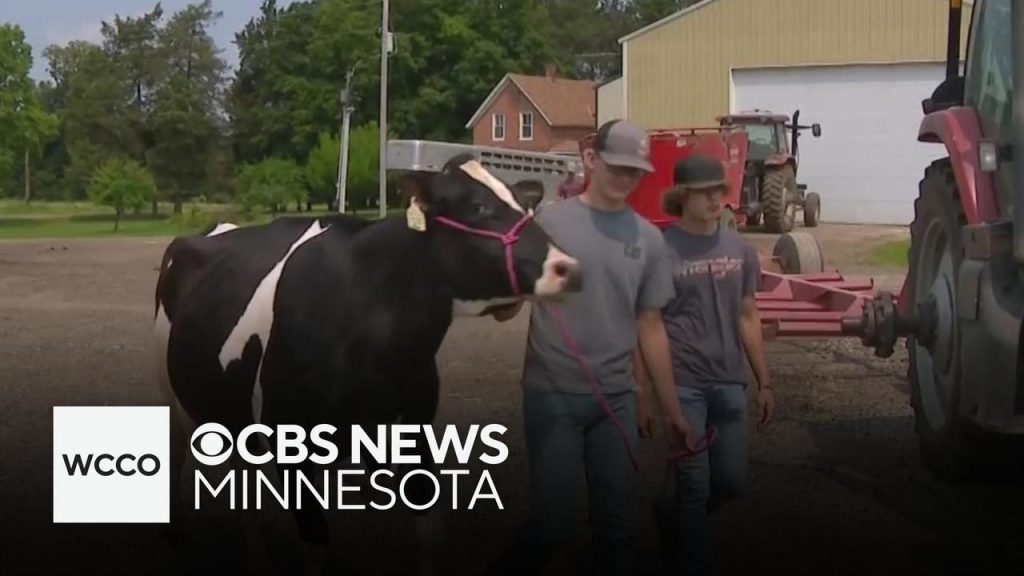 Cows undergoing extra testing ahead of county fair season due to bird flu risk