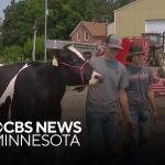 Cows undergoing extra testing ahead of county fair season due to bird flu risk