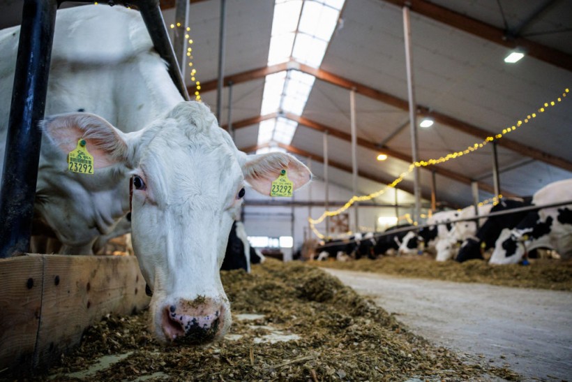 Dairy Cows 4th Bird Flu Infection Case Found in Colorado