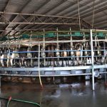 Dairy Insight Constraints, demand will deliver balance