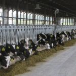 Dairy Replacement Heifers, Calves Continue to Gain Ground