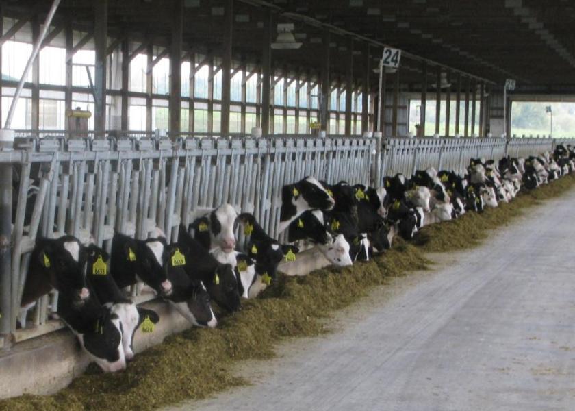 Dairy Replacement Heifers, Calves Continue to Gain Ground