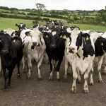 Dairy farmers gather to discuss what can be done about prices