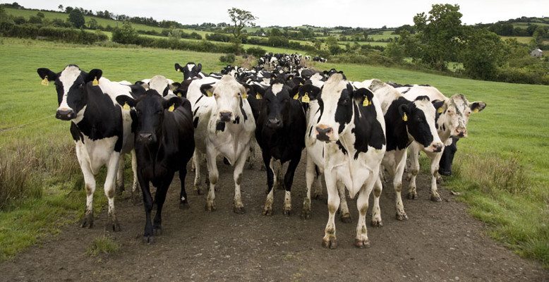 Dairy farmers gather to discuss what can be done about prices