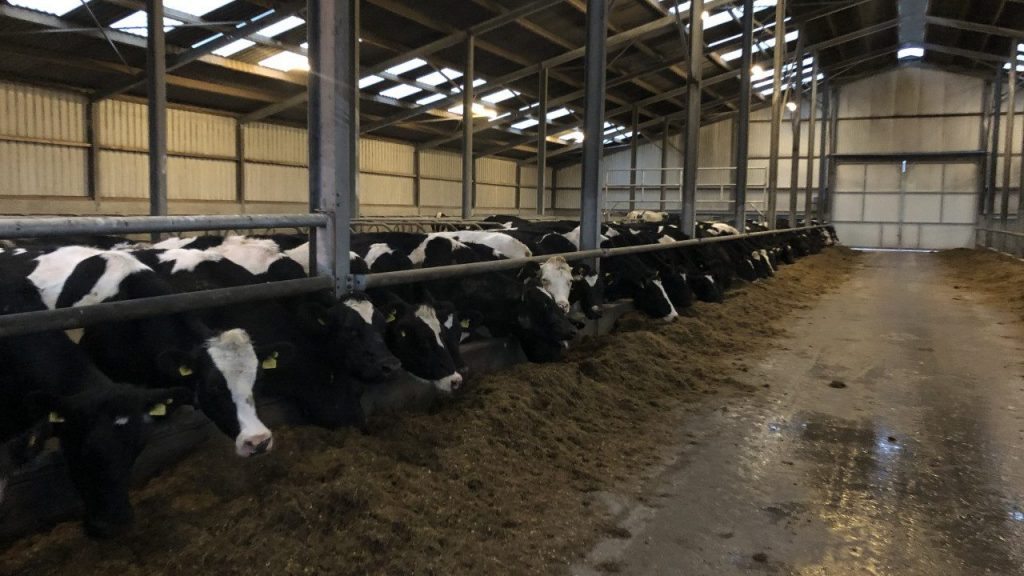 Dairy farmers in Denmark to lose derogation next week