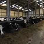 Dairy farmers in Denmark to lose derogation next week