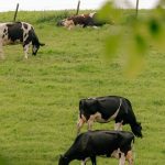 Dairy farmers must be paid for environmental actions – Arthur