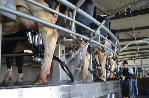 Dairy farmers riding profitability wave