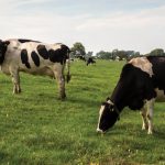 Dairy numbers fall as hundreds of producers quit the sector