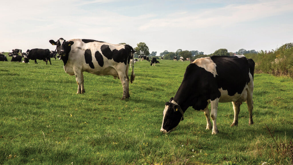 Dairy numbers fall as hundreds of producers quit the sector