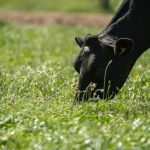 DairyNZ has a governing board of eight members. Five are farmer-elected and three are independent, professional directors.