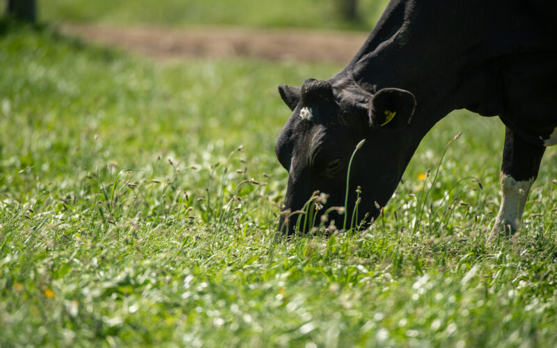 DairyNZ has a governing board of eight members. Five are farmer-elected and three are independent, professional directors.