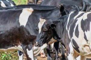 Dorset Council buys 'intensive' dairy farm for rewilding project