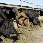 Dry time tactics for western Victorian farmers