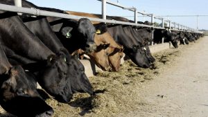 Dry time tactics for western Victorian farmers