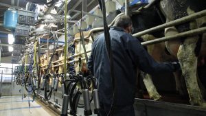 EU dairy farmers miss out on covering costs by 6% in 2023