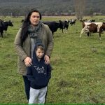 Facebook hay scam targets Tasmanian farmers battling dry conditions as person charged over alleged fraudulent activity