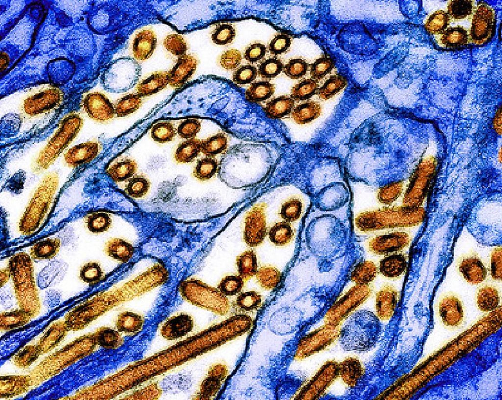 Features of H5N1 influenza viruses in dairy cows may facilitate infection, transmission in mammals