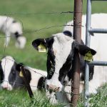 HPAI infecting lactating dairy cattle in the US