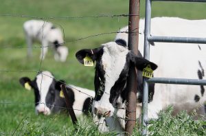 HPAI infecting lactating dairy cattle in the US