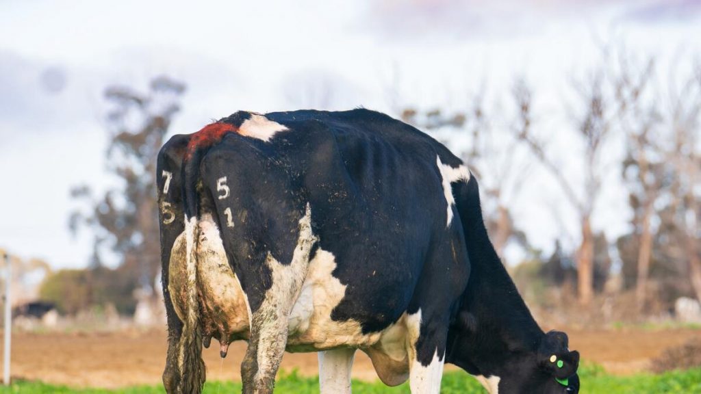 Holstein clearing sale success