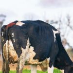 Holstein clearing sale success