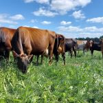 How mobile milk production has improved cow health and profit