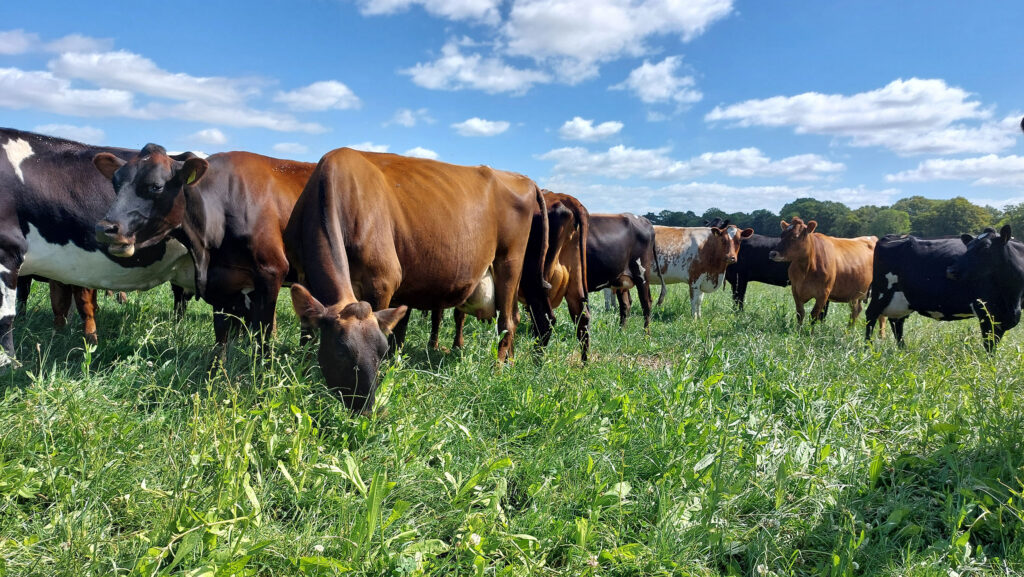 How mobile milk production has improved cow health and profit