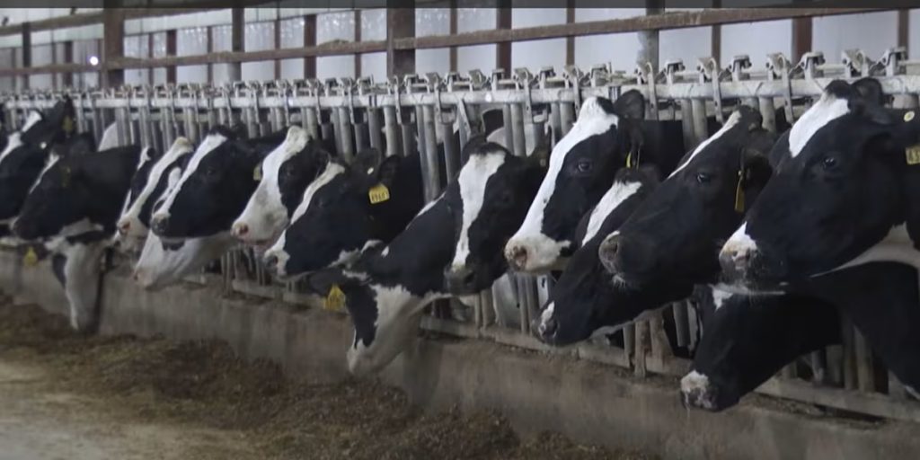 Large dairy operations to move into North Dakota