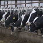 Large dairy operations to move into North Dakota