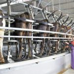 Maintaining optimum milk production and udder health