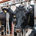 Milk production continues to decline in USDA June estimates