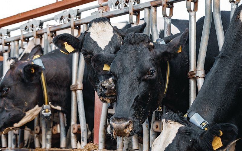 Milk production continues to decline in USDA June estimates