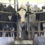 Minister MacAulay Backs Dairy Farmers' Sustainability Boost