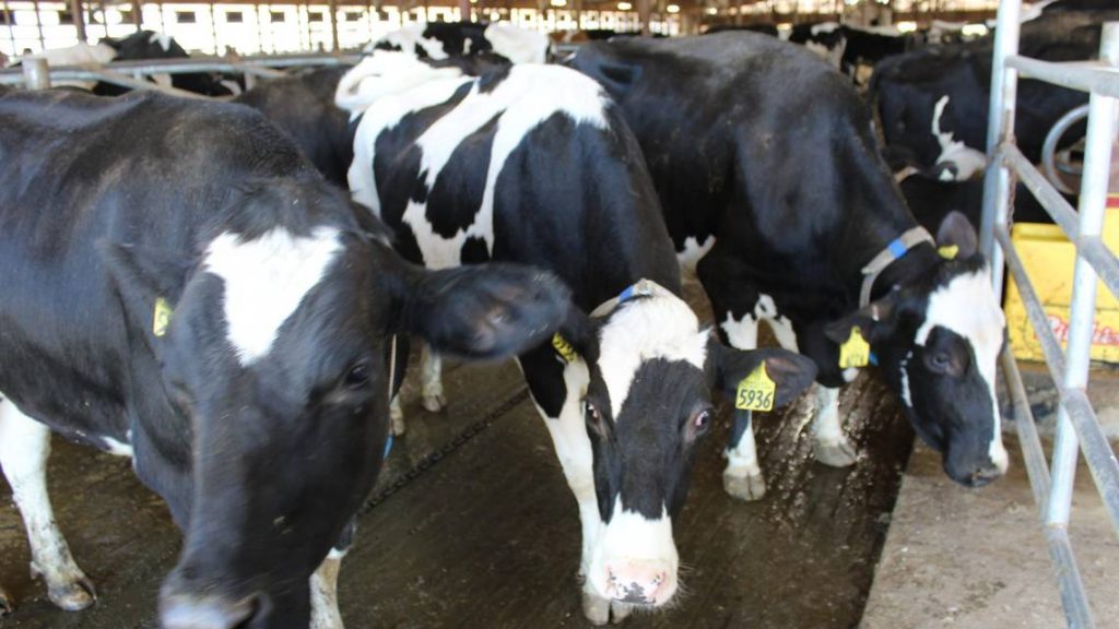 Missouri has only tested 18 cows amid contagious bird flu outbreak