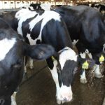 Missouri has only tested 18 cows amid contagious bird flu outbreak