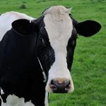 NZ dairy farmers face highest costs in 10 years