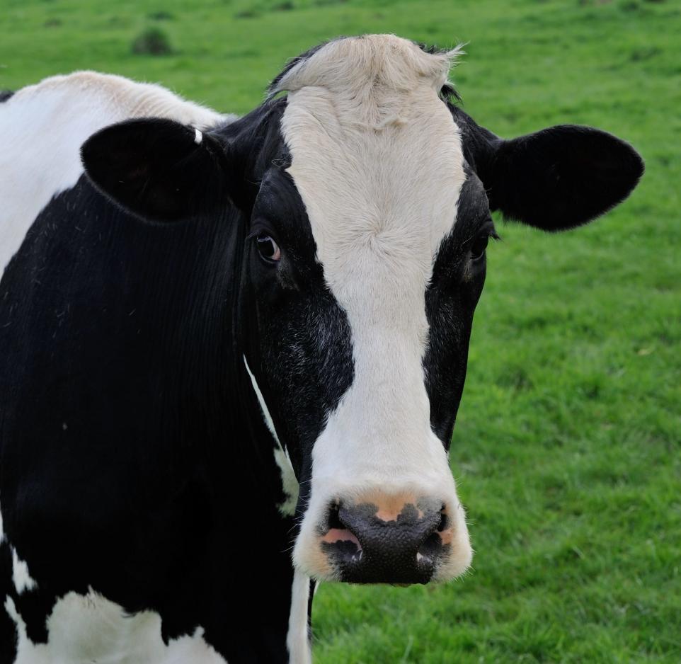 NZ dairy farmers face highest costs in 10 years