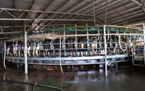 NZ milk production ‘set to stagnate over next decade