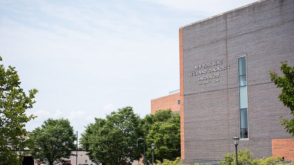 New York state provides Cornell lab $19.5M to control avian flu in dairy industry