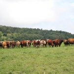 Pennsylvania dairy workers, vets prepare for the bird flu