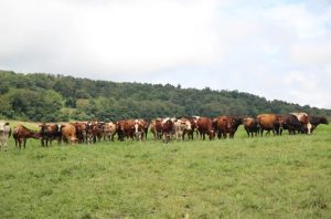 Pennsylvania dairy workers, vets prepare for the bird flu