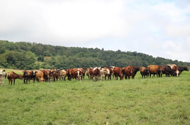 Pennsylvania dairy workers, vets prepare for the bird flu