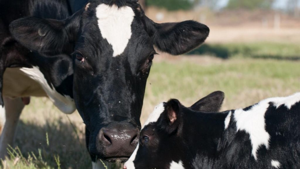 Seeking the nation’s dairy breeding objectives