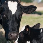 Seeking the nation’s dairy breeding objectives